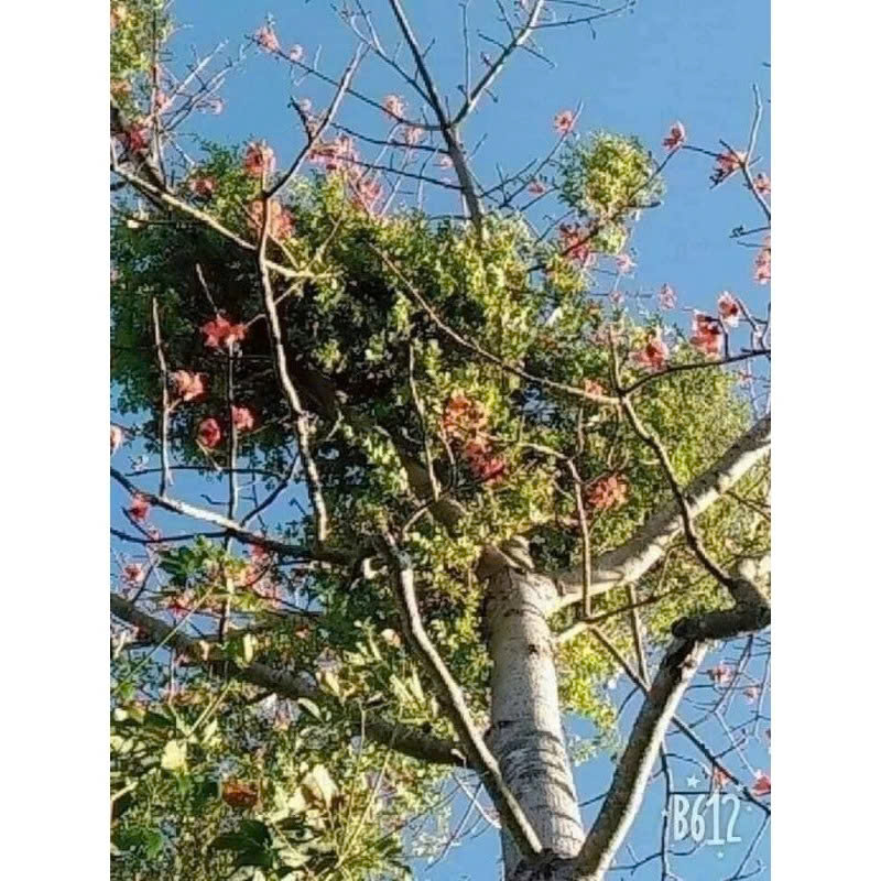 Hình ảnh Cây gạo tía